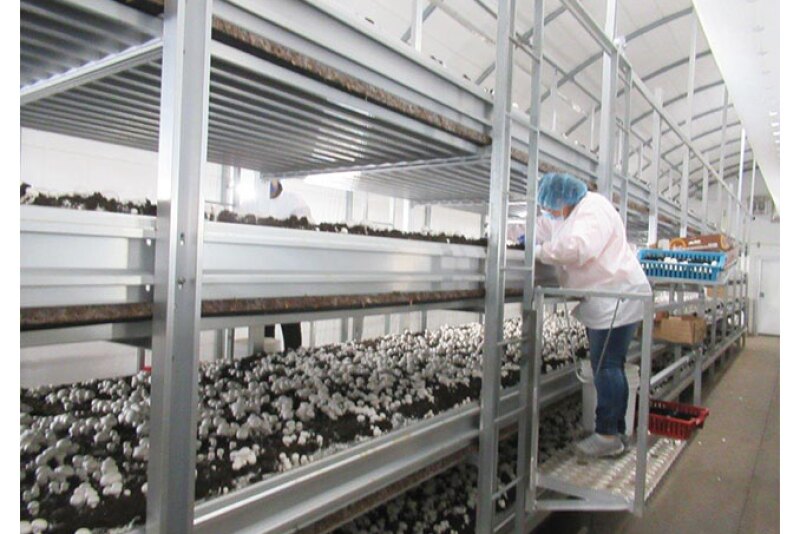 There was a sense of frustration among mushroom suppliers this summer because demand exceeded supply, says Fletcher Street, marketing and sales director for Ostrom Mushroom Farms. She was hopeful that the situation would improve at her company by late August.
