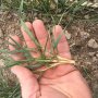 Poor planting conditions could help wheat prices