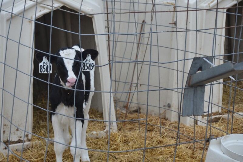 To minimize inbreeding in your herd, accurate animal identification will be key.