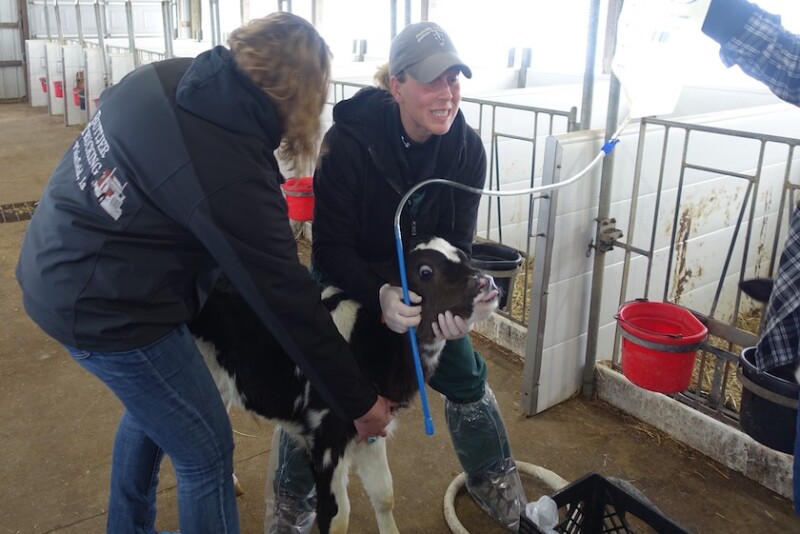 Holstein Calf Tubing