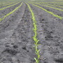 For applications on Enlist corn, Assure II can be applied in V2-V6 growth stage. 