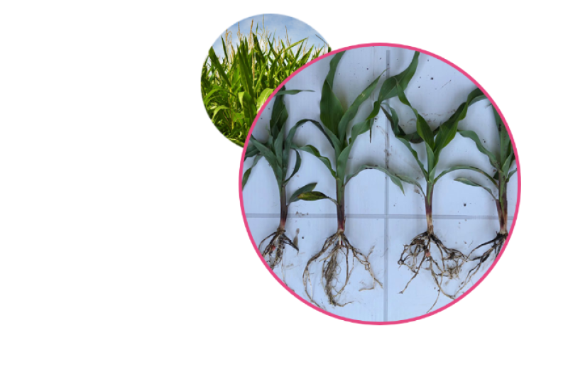NewLeaf’s line of Terrasym biological products for corn and soybean include state regulated products that consistently provide enhanced nutrient uptake throughout the growing season, resulting in a +2.0 Bu/A yield advantage with Terrasym 401 for Soybean and a +4.5 Bu/A yield advantage with Terrasym 450 for Corn. (2020 IN10T FarmerTrials) 