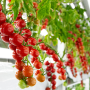 Oishii-Rubi-Tomato_0.png