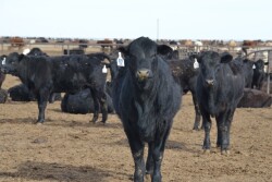 BT_Feedlot_Cattle_Texas1.JPG