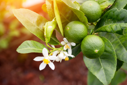 A cluster of green limes are shown on a tree branch.