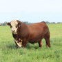 Polled Hereford Bull