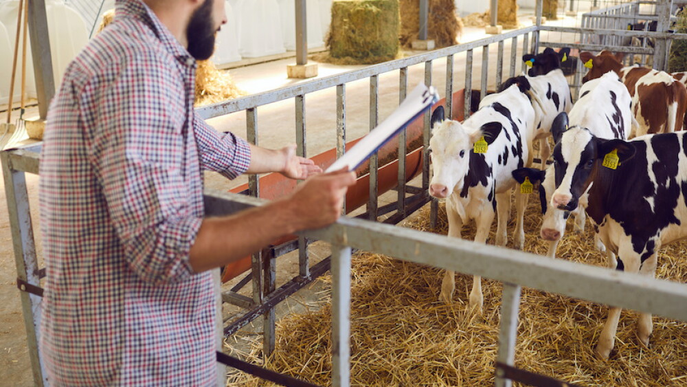 Dairy Calves_Adobe Stock