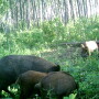 Feral pigs in forest