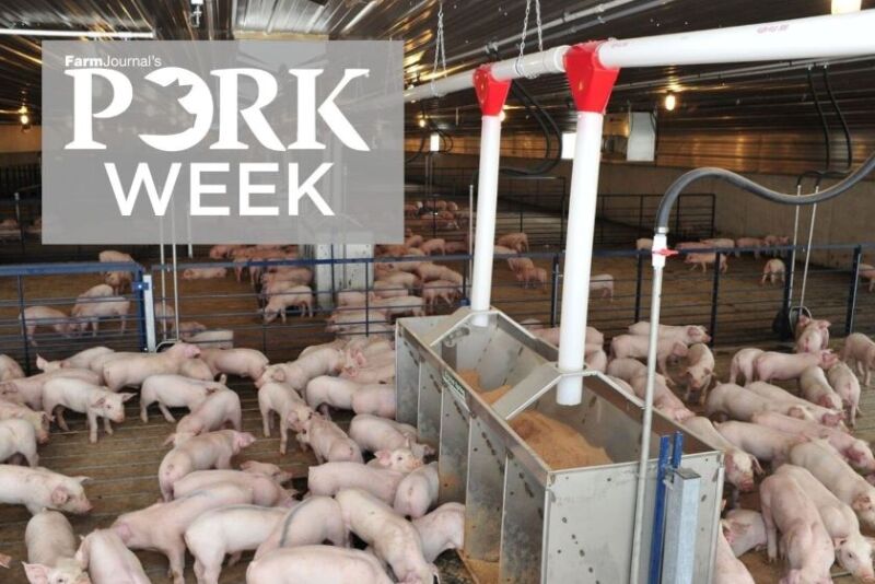 PORK Week feeder pigs