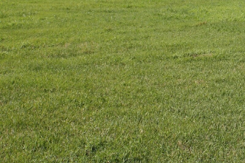 Hay_Meadow