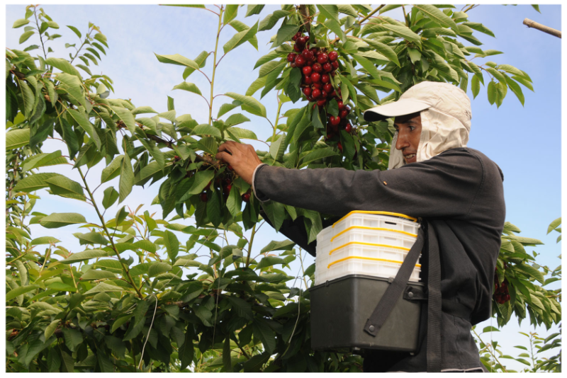 Chilean Cherry harvest.JPG