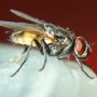 Flies
