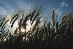 Wheat   NRCS