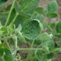 Cupping caused by dicamba damage in soybeans