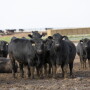 Fat steers