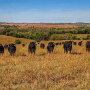 Hamilton Ranch