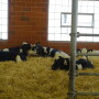 As one of the top scourges to calf raisers, cryptosporidium is an ever-present challenge that rarely takes a holiday. 