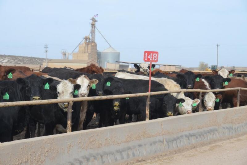 Feedlot cattle