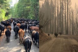 After decades of over-protective land management policies at the state and federal level, overcrowded fuel loads allowed the Bear Fire to burn faster, hotter, and longer – devastating the mountain ecosystem that Dr. Daley’s family has lived and worked on for generations.