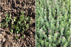 alfalfa_images_from_k_state