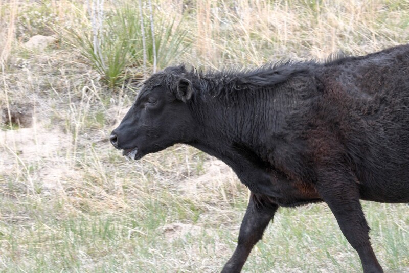 Heat Stress Cow - PC: Troy Walz
