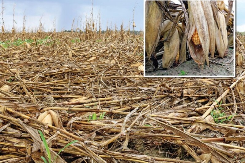 To recover 200 acres flattened by an overnight storm, Scott Flowers ordered a corn reel to harvest the unbroken but uprooted stalks.