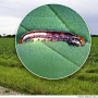 Common stalk borer