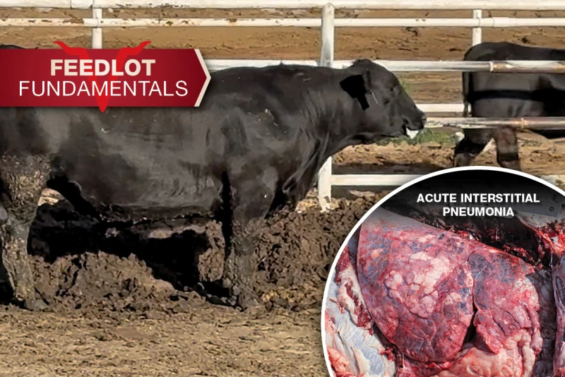 The Late-Game Respiratory Disease That’s Costing Feedlots Big Money