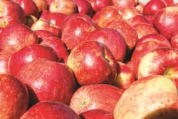 apples