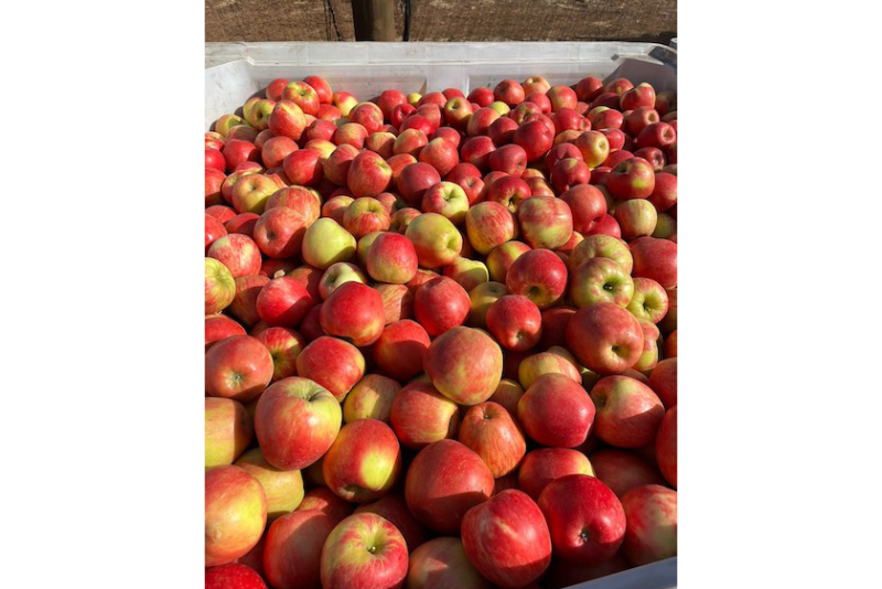 chile honeycrisp