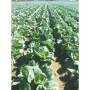 Courtesy Grow Farms Texas