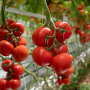 Climundo vine tomato