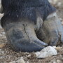 BT_Hoof_Cracks