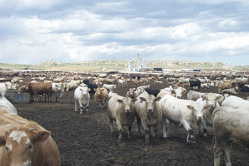 Proposed legislation would ban CAFOs.