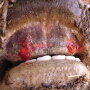 In cattle, signs of EHD can mimic those of foot and mouth disease (FMD).