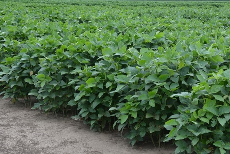 Soybeans