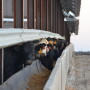 BT_Hoop_Building_Feeder_Cattle
