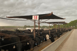 Cattle with Shade at Feedlot - J & S Feedlot. Joan Ruskamp