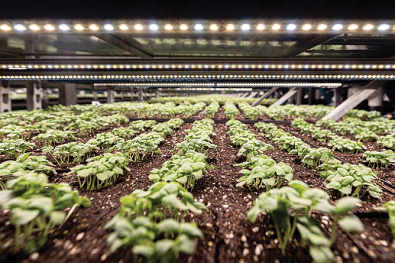 The development of indoor agriculture for growing basil and other herbs was part of the process Shenandoah Growers Inc. went through when it switched to a 100% organic operation in 2018, says Steve Wright, chief customer officer. 