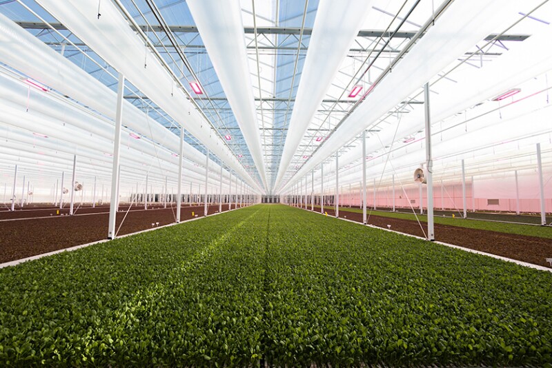 An indoor lettuce greenhouse. Photo: courtesy Revol Greens