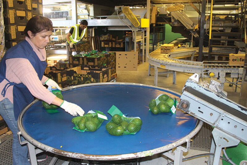 Worker bags avocados at the Eco Farms packinghouse in Temecula, Calif. Eco Farms has increased its bagging capacity to keep up with demand for bagged avocados, says Gahl Crane, sales director.