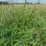Fescue pasture that has seeded out.