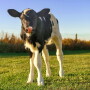 With a theme of “25 Years of Growing Your Dairy’s Future,” DCHA also is offering a livestreaming option for those who would like to join the conference from home.
