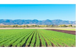 Salinas Valley field. Photo courtesy Eurofins