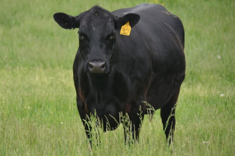 Cow on Fescue