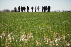 The CoverCress crop was developed using breeding and gene editing tools applied to pennycress. The company had a limited commercial launch in 2022 in select Missouri and Illinois counties. 
