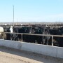 BT_Feedlot_Cattle