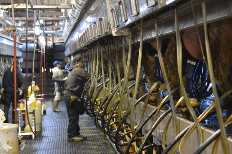 DT_Dairy_Parlor_Workers