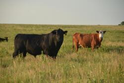 A bull on pasture with a cow herd.