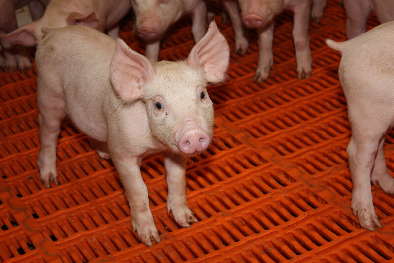Pig